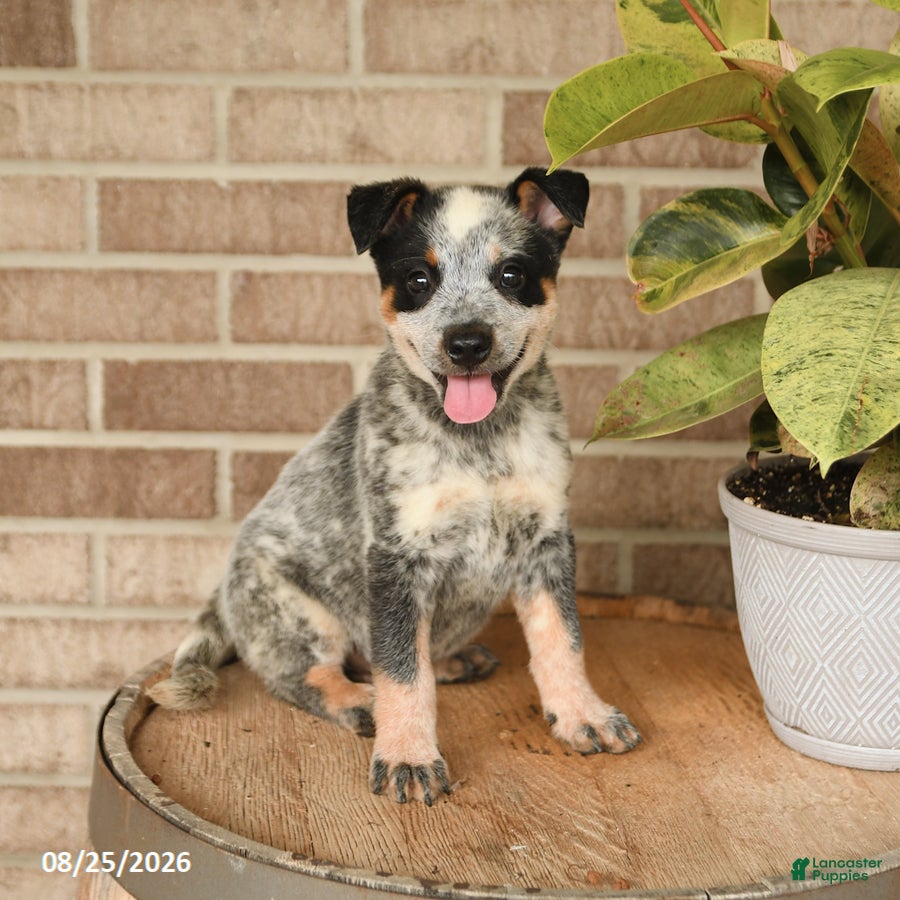 Australian Cattle Dog dogs Mickey - Ad 1