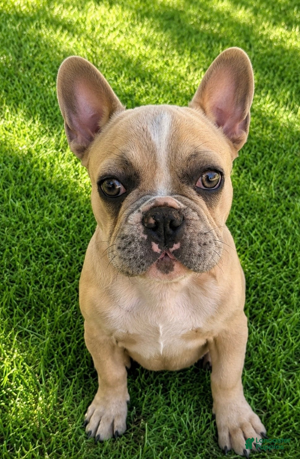 French Bulldog dogs Elsa - Ad 1