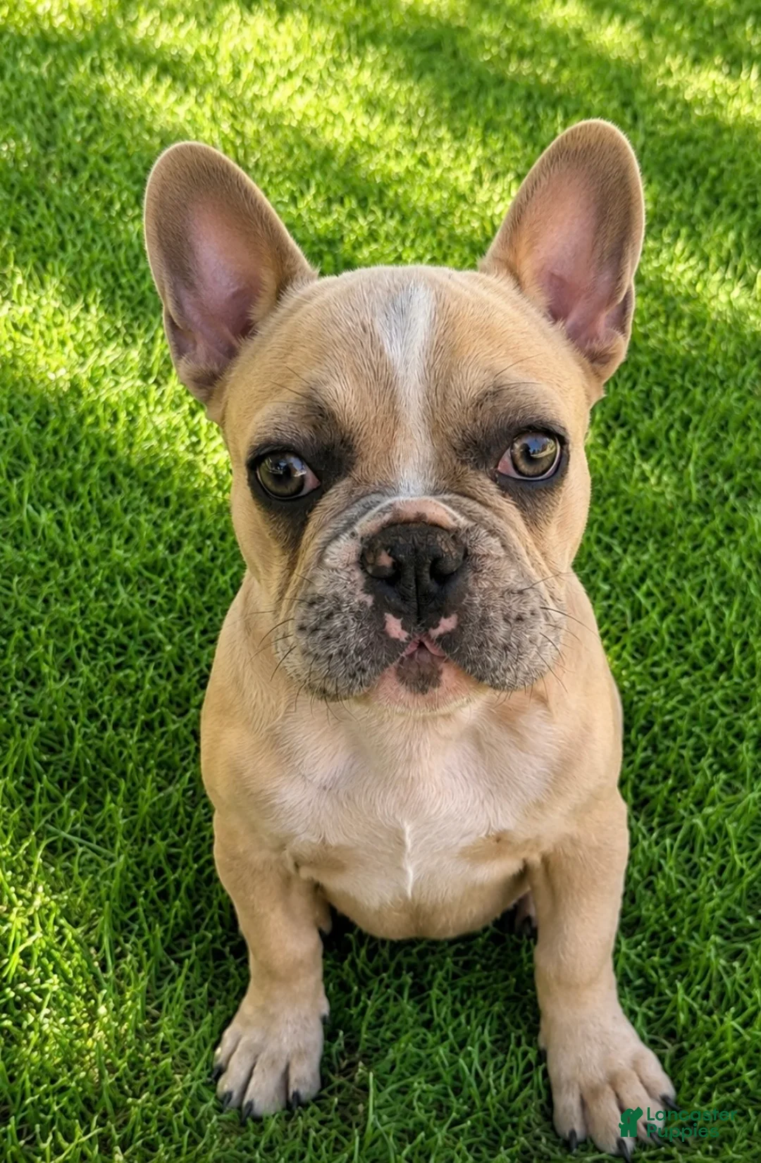 French Bulldog dogs for sale: Elsa - Ad 1
