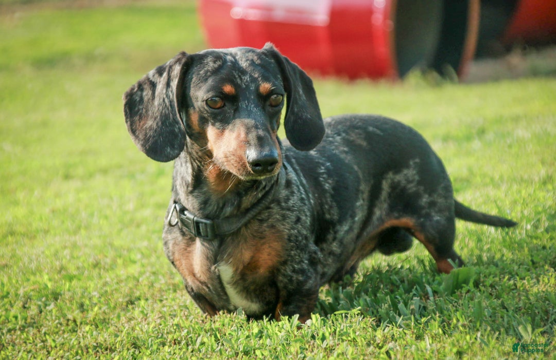 Miniature Dachshund dogs for sale: Andy - Ad 12