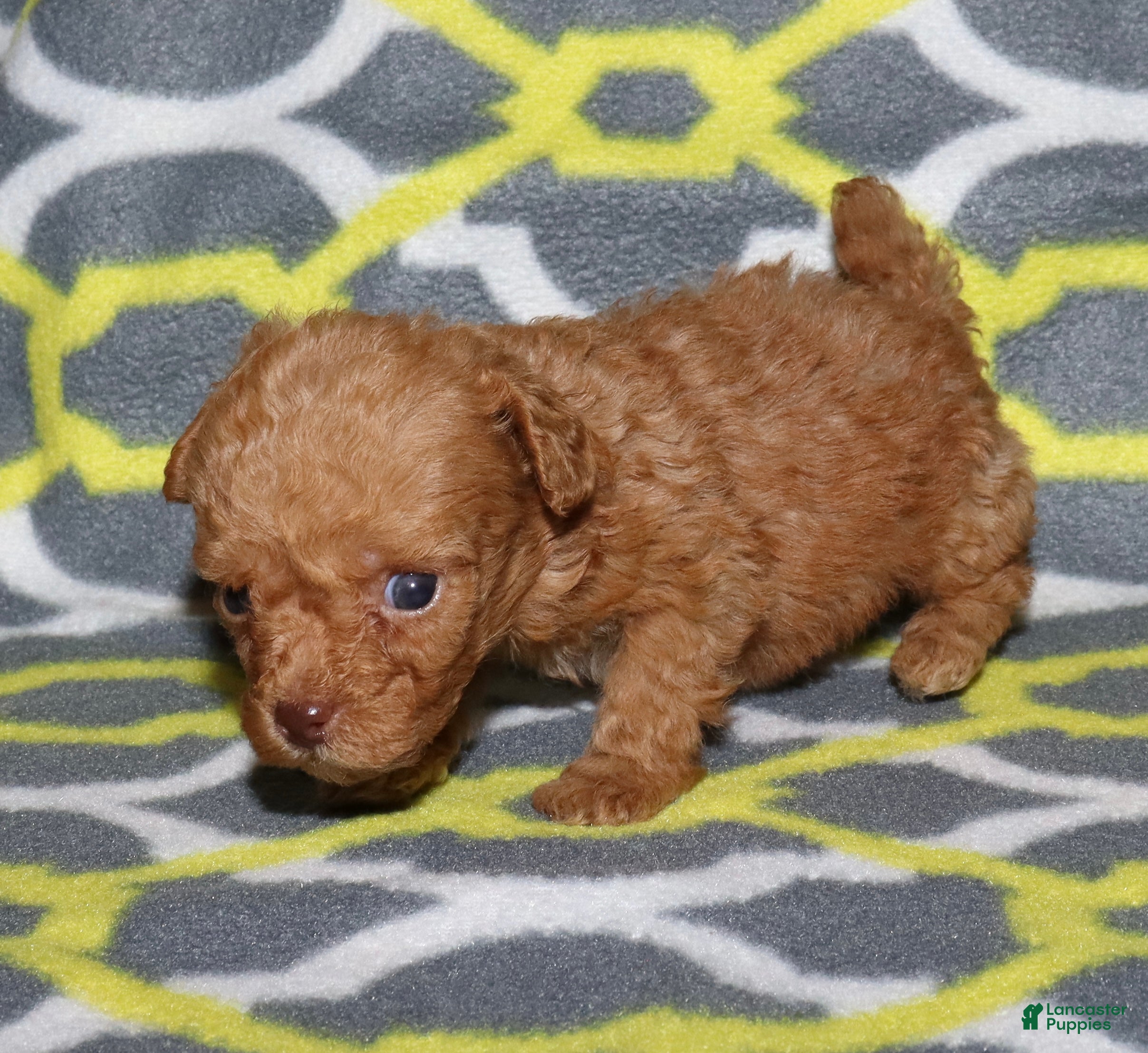 Toy Poodle dogs Double T Summer’s apricot male - Ad 7