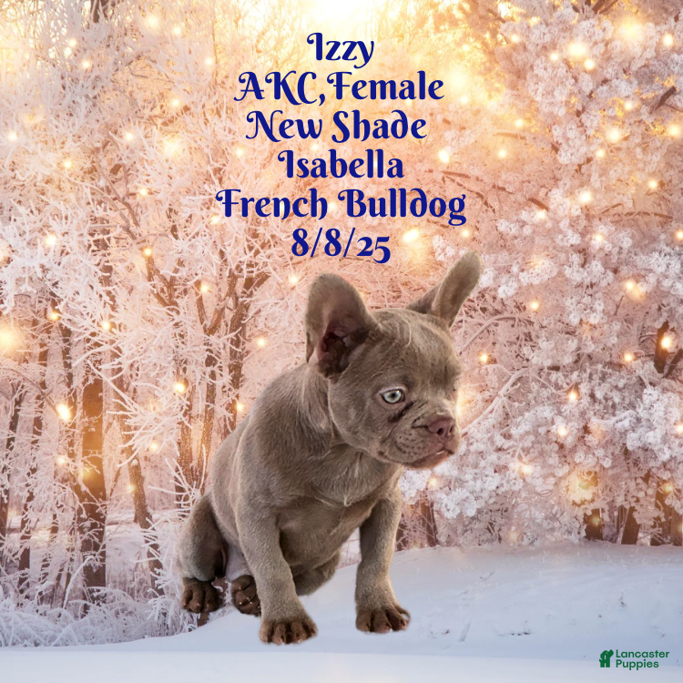 French Bulldog dogs 🐾 “Izzy the Velvet Queen: Blue-Eyed Beauty with Boss Energy & Breeding Potential” - Ad 8