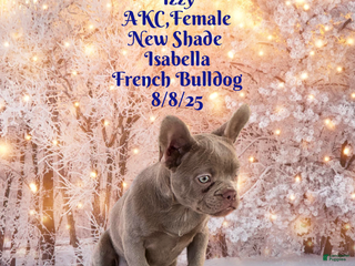 French Bulldog dogs 🐾 “Izzy the Velvet Queen: Blue-Eyed Beauty with Boss Energy & Breeding Potential” - Ad 2