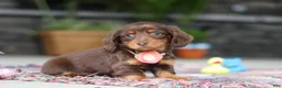 Miniature Dachshund dogs for sale: Charlie - Ad 3