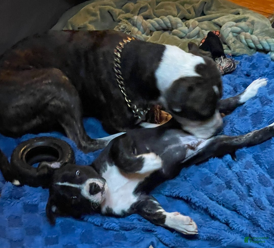 Mixed Breed dogs for sale: Mixed Breed Puppy 2 - Ad 4