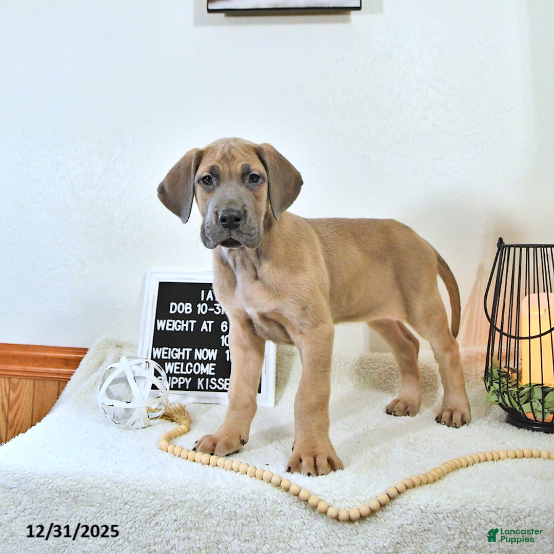 Great Dane dogs for sale: Ian - Ad 10