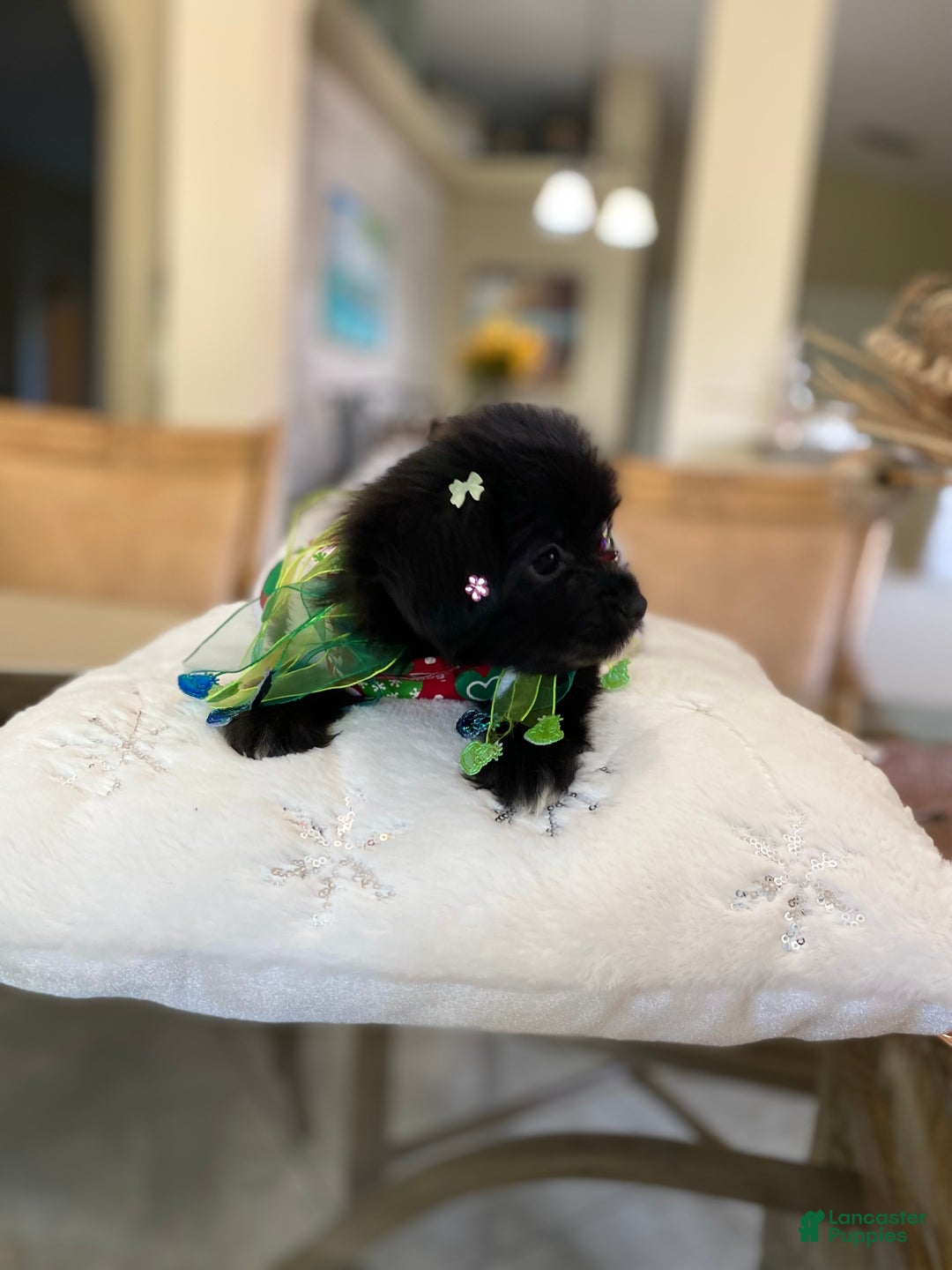 Shorkie dogs for sale: Shorkie Puppy 3 - Ad 8