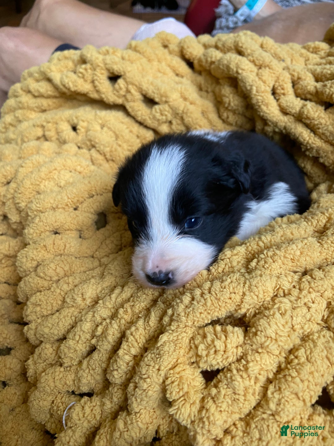 Mixed Breed dogs for sale: Mixed Breed Puppy 4 - Ad 1