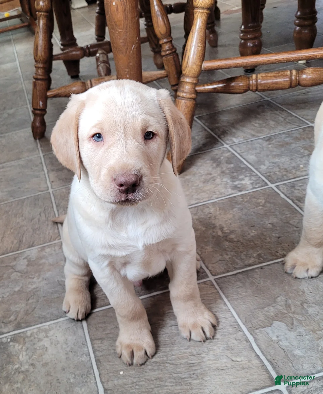 Labrador Retriever dogs for sale: Ranger  - Ad 4