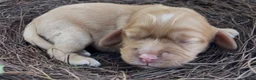 Mixed Breed dogs for sale: Noël - Ad 4