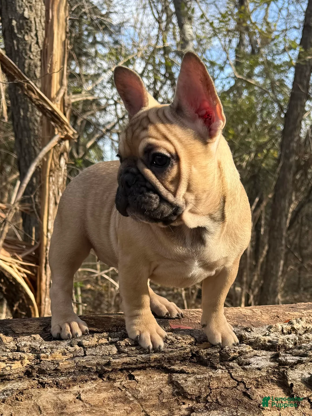 Gallery Image {{count}}