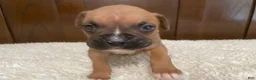 Boxer dogs for sale: Colt - Ad 8