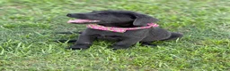 Labrador Retriever dogs for sale: Jack - Ad 4
