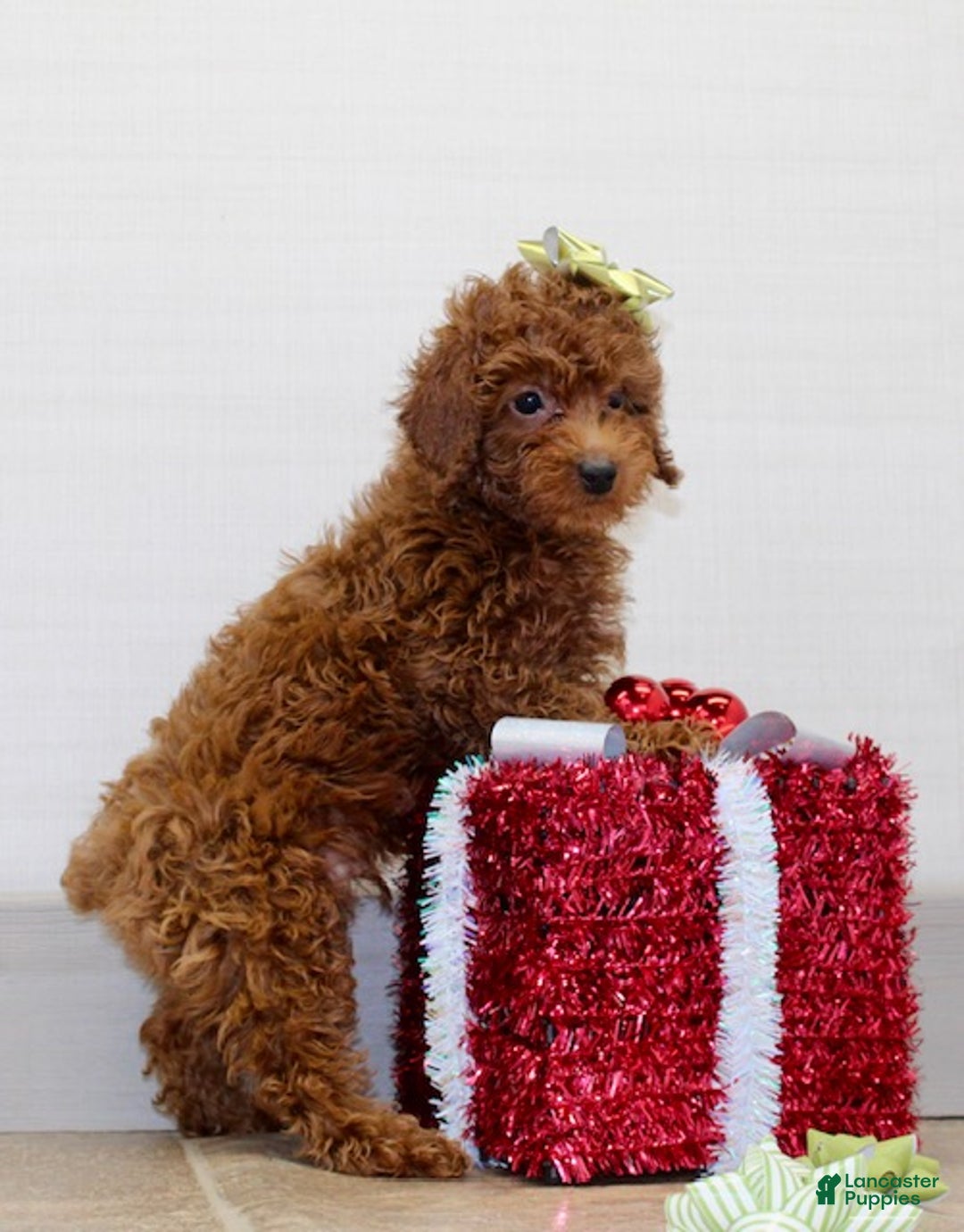 Miniature Poodle dogs for sale: Murphy - Ad 6