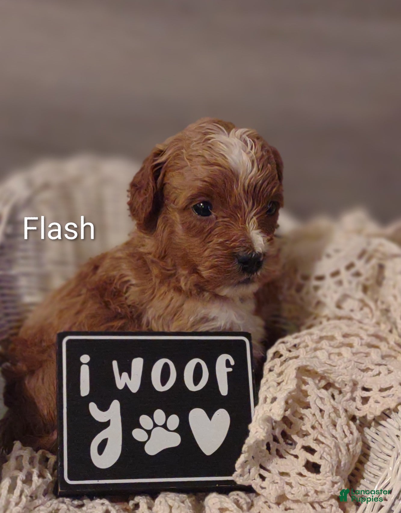 Shihpoo dogs Flash - Ad 4