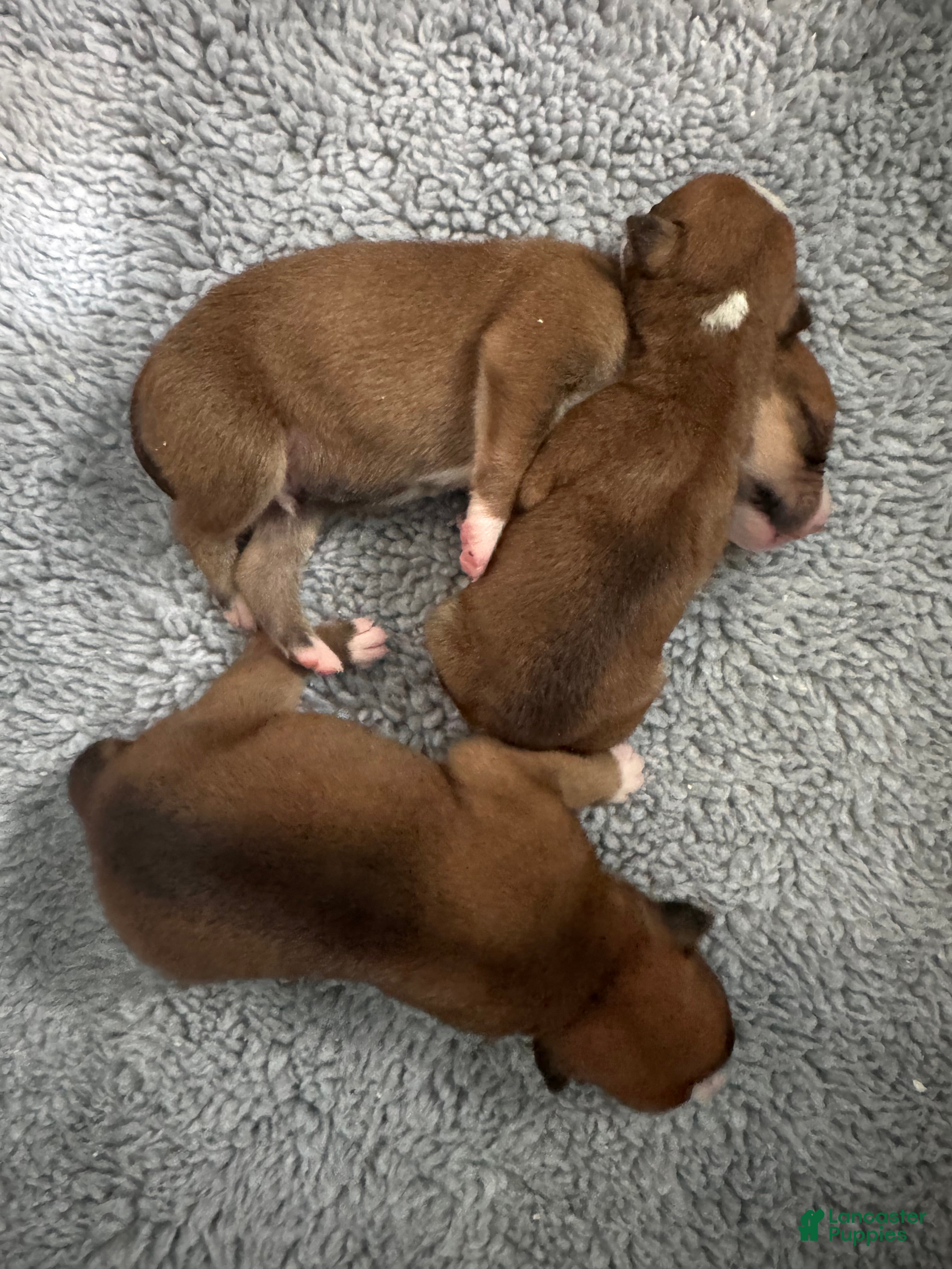 American Bulldog dogs American Bulldog Puppy 2 - Ad 6