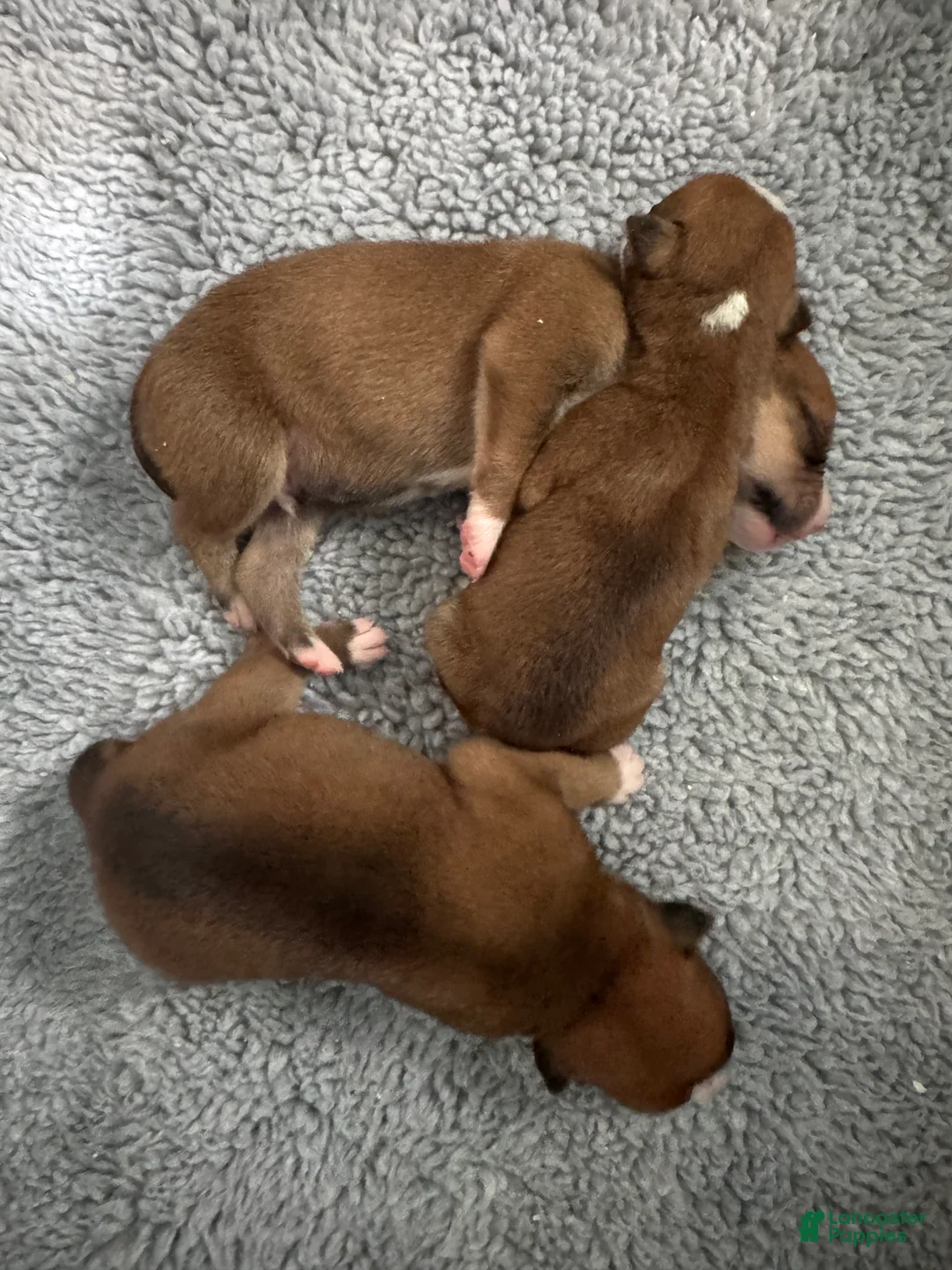 American Bulldog dogs for sale: American Bulldog Puppy 2 - Ad 1
