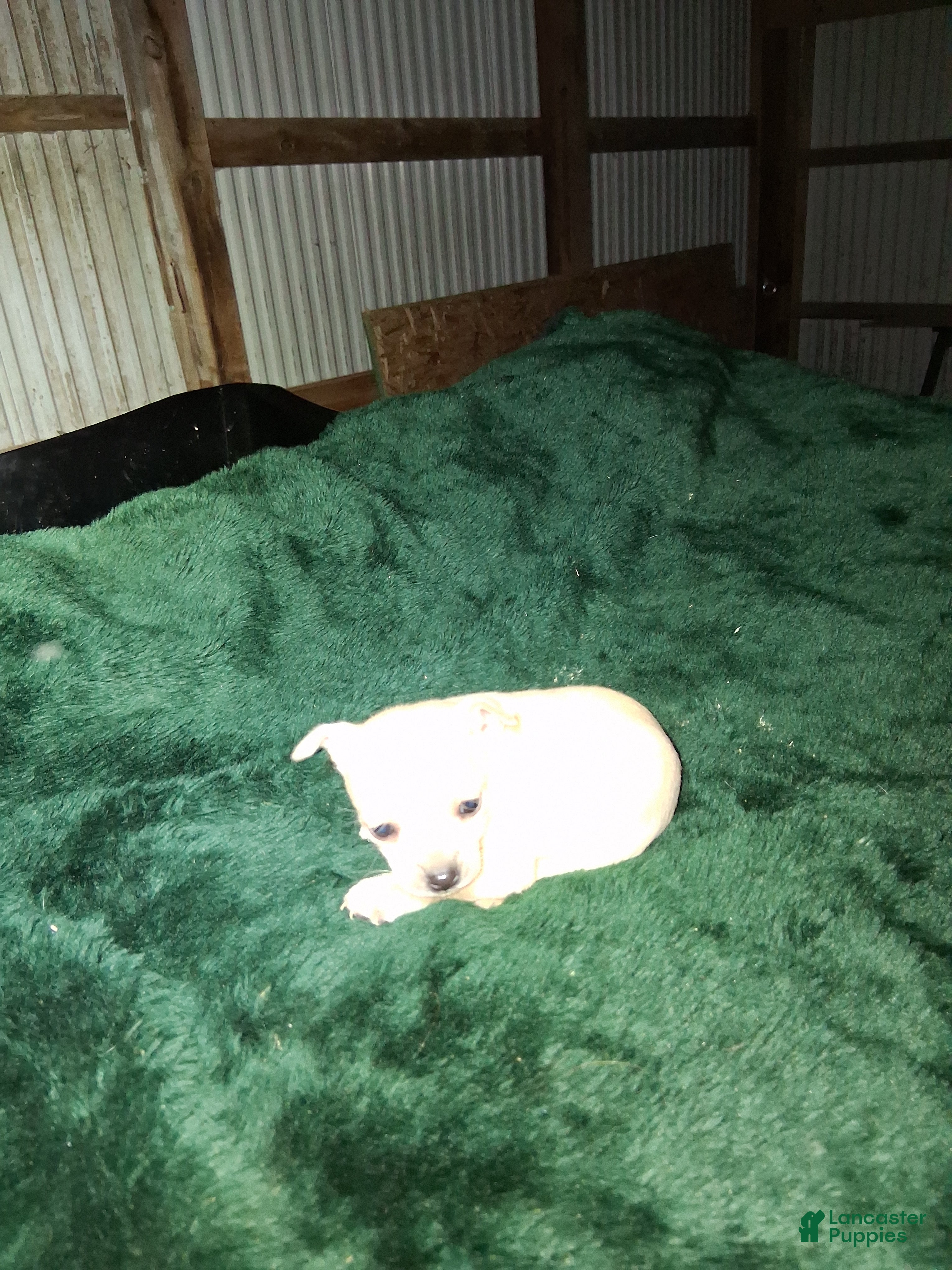 Chihuahua dogs Chihuahua Puppy 4 - Ad 38