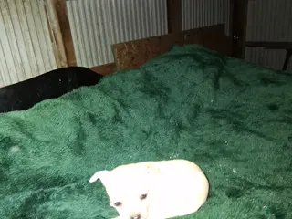 Chihuahua dogs Chihuahua Puppy 4 - Ad 38