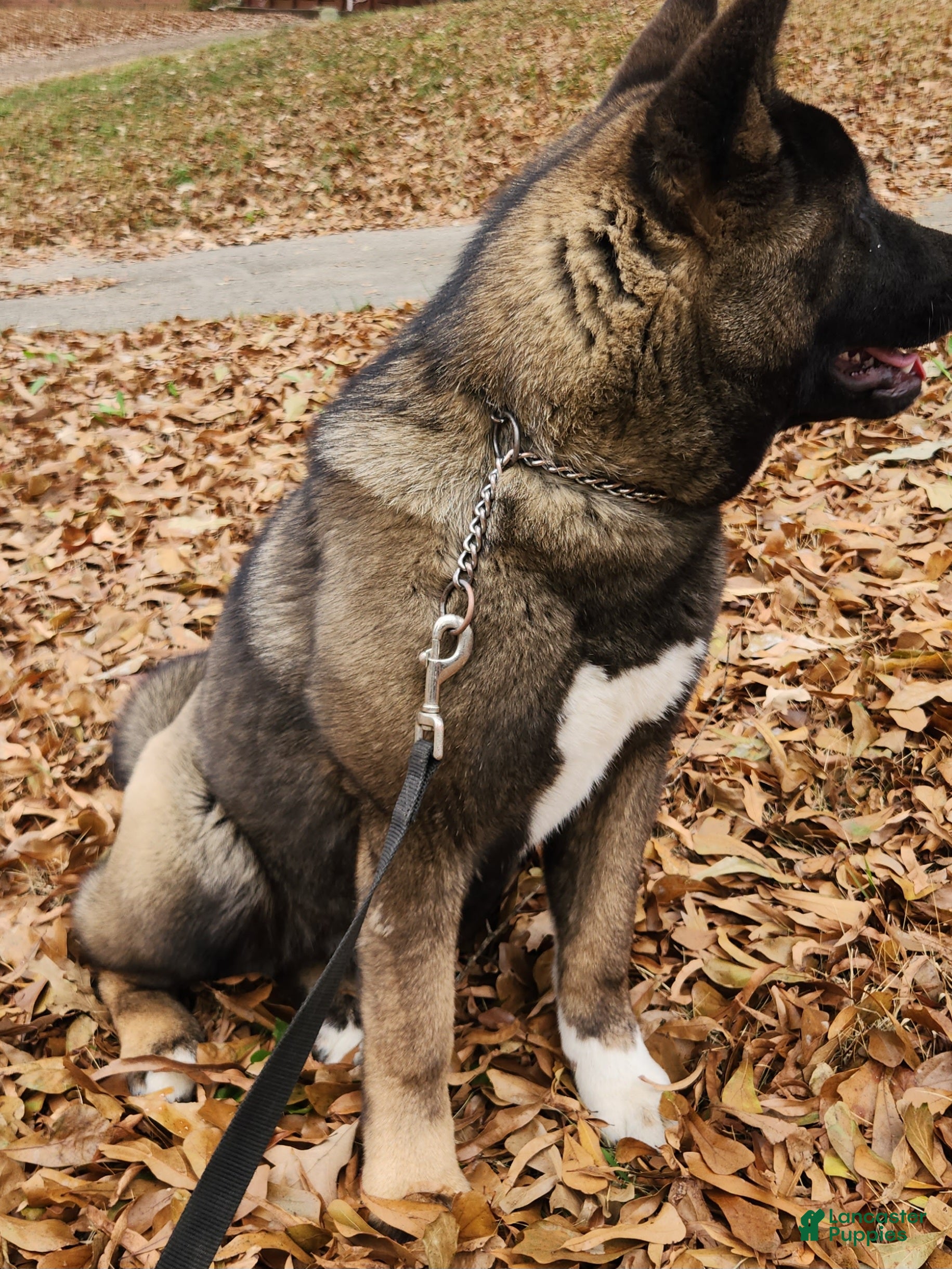 Akita dogs Jazz Sounds of Peace  - Ad 1