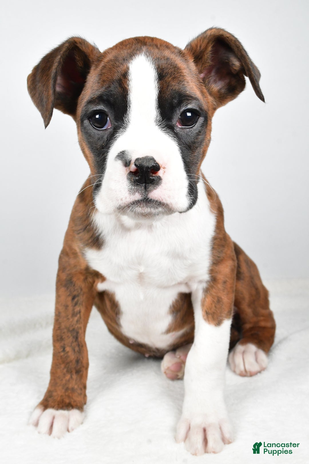 Boxer dogs for sale: Amber - Ad 5