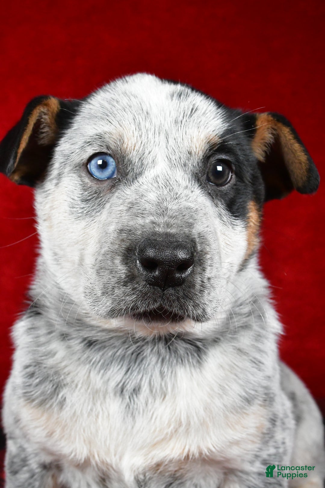 Australian Cattle Dog dogs for sale: Polly - Ad 4
