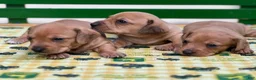 Miniature Dachshund dogs for sale: Bandit - Ad 10