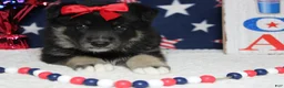 Mixed Breed dogs for sale: Violet  - Ad 8