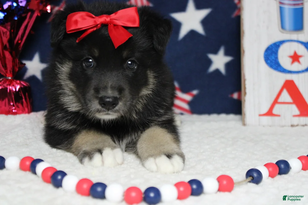Mixed Breed dogs for sale: Violet  - Ad 8