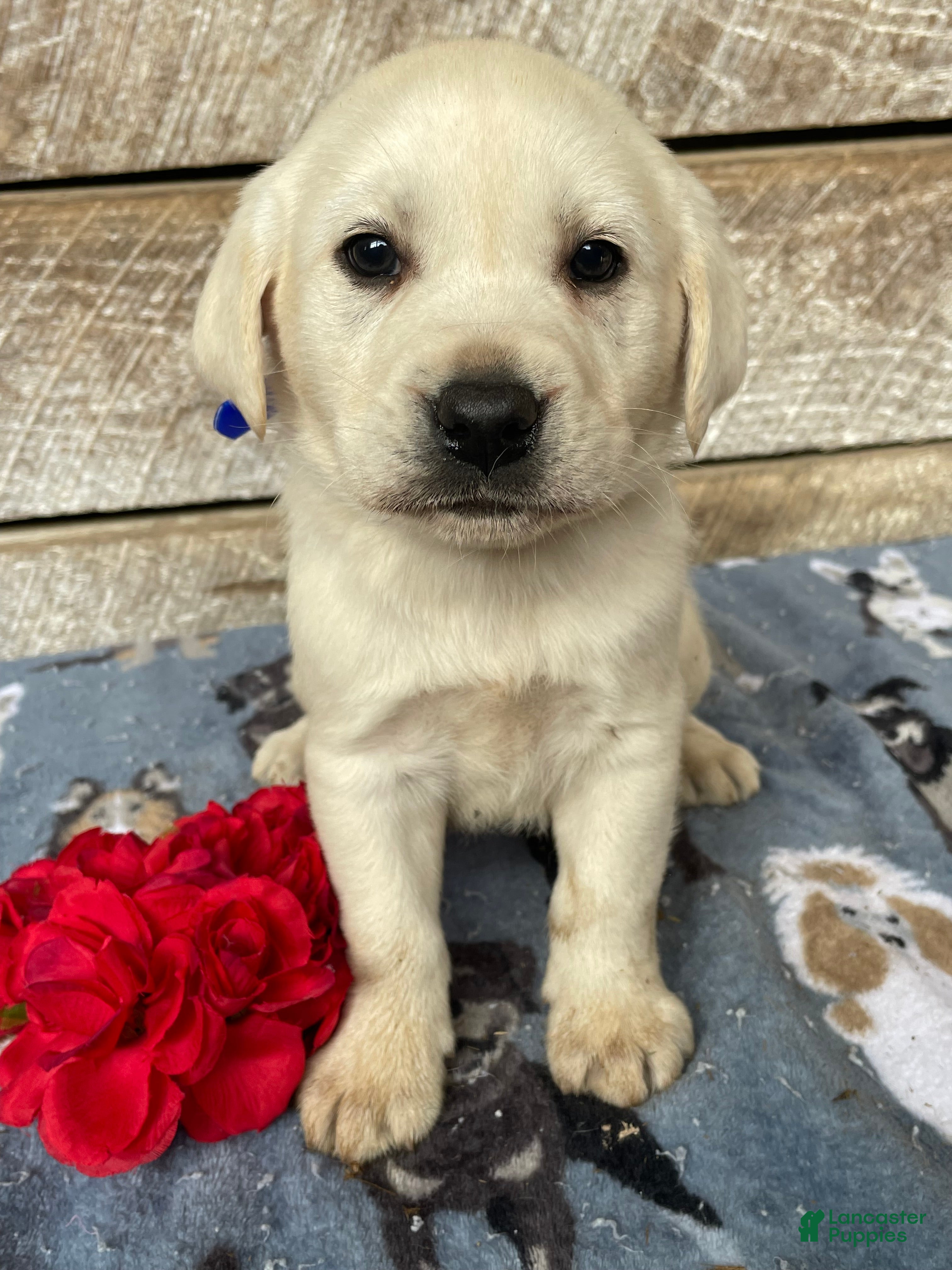 Labrador Retriever dogs Cash - Ad 9