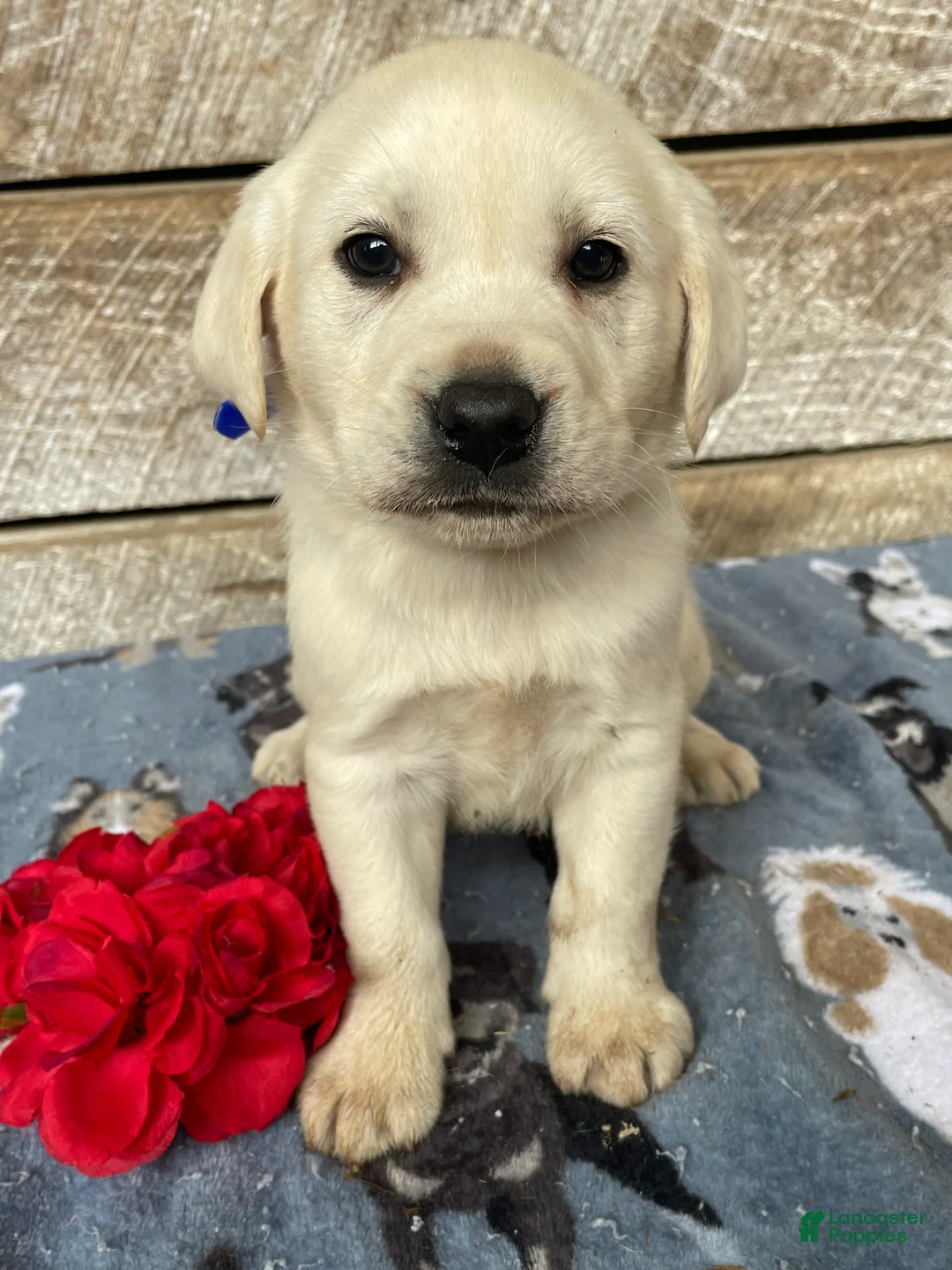 Labrador Retriever dogs for sale: Cash - Ad 1