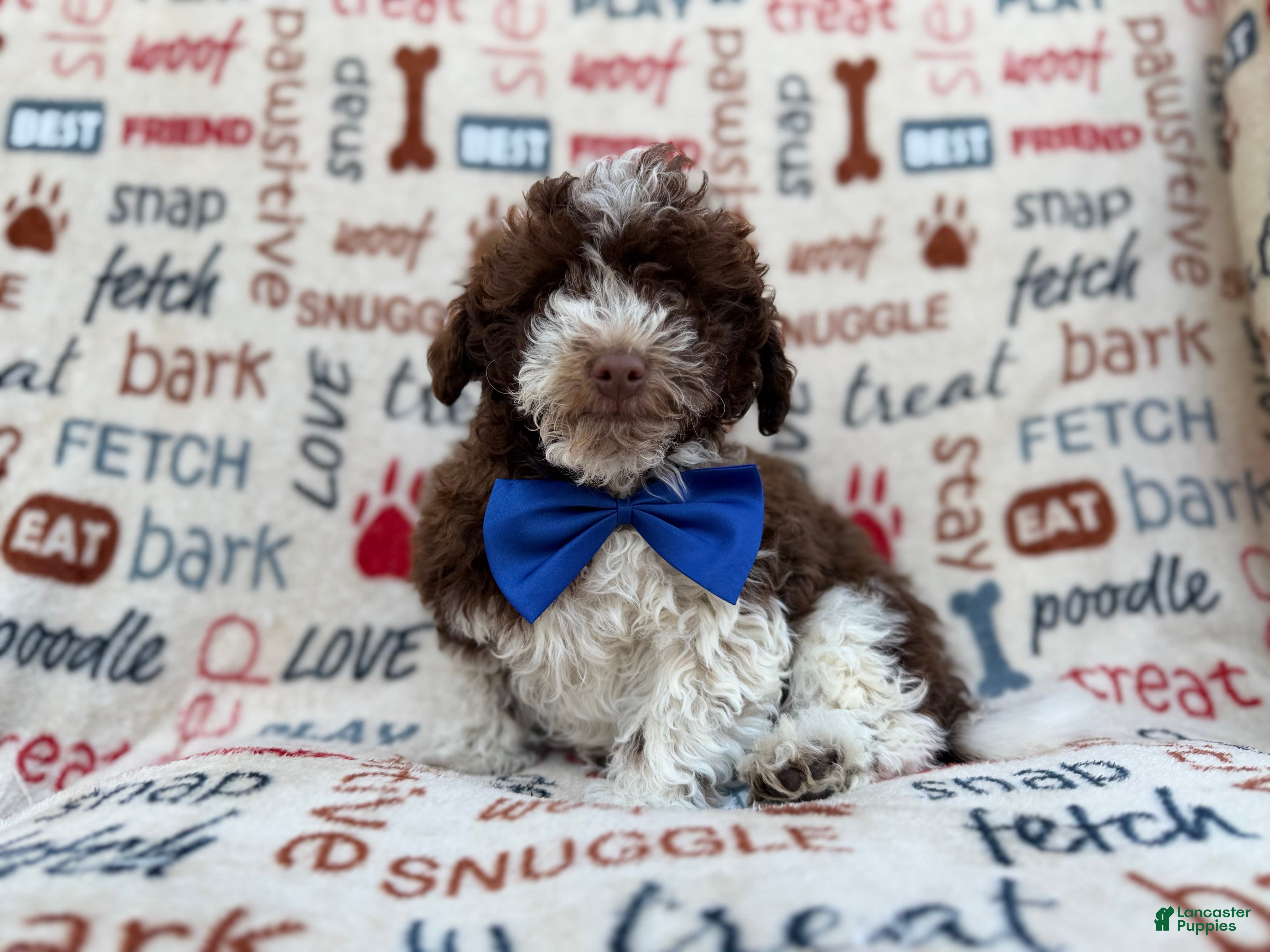 Havapoo dogs Valentino  - Ad 1