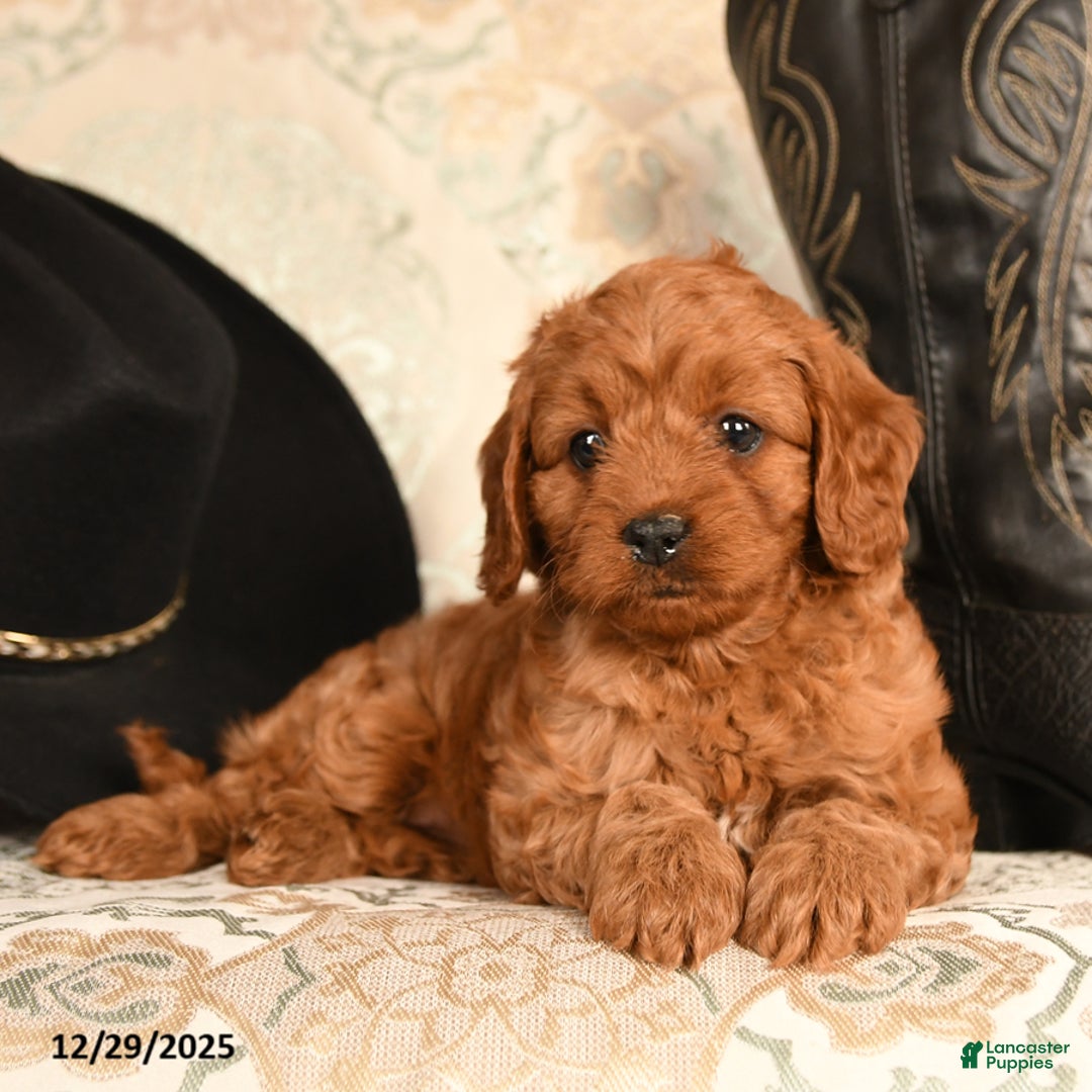 Cavapoo dogs for sale: BunnyBug - Ad 3