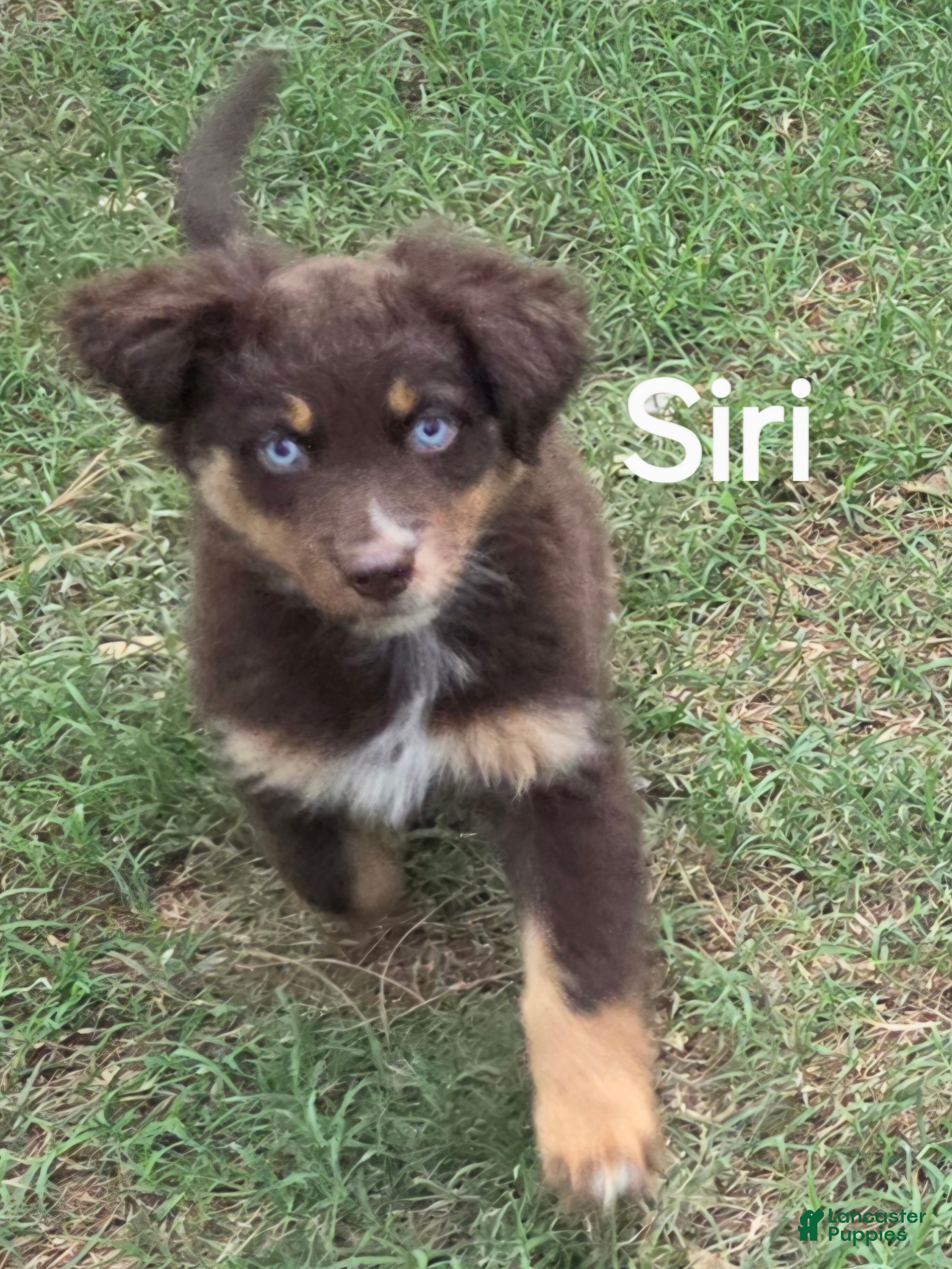 Australian Shepherd dogs for sale: Siri - Ad 1