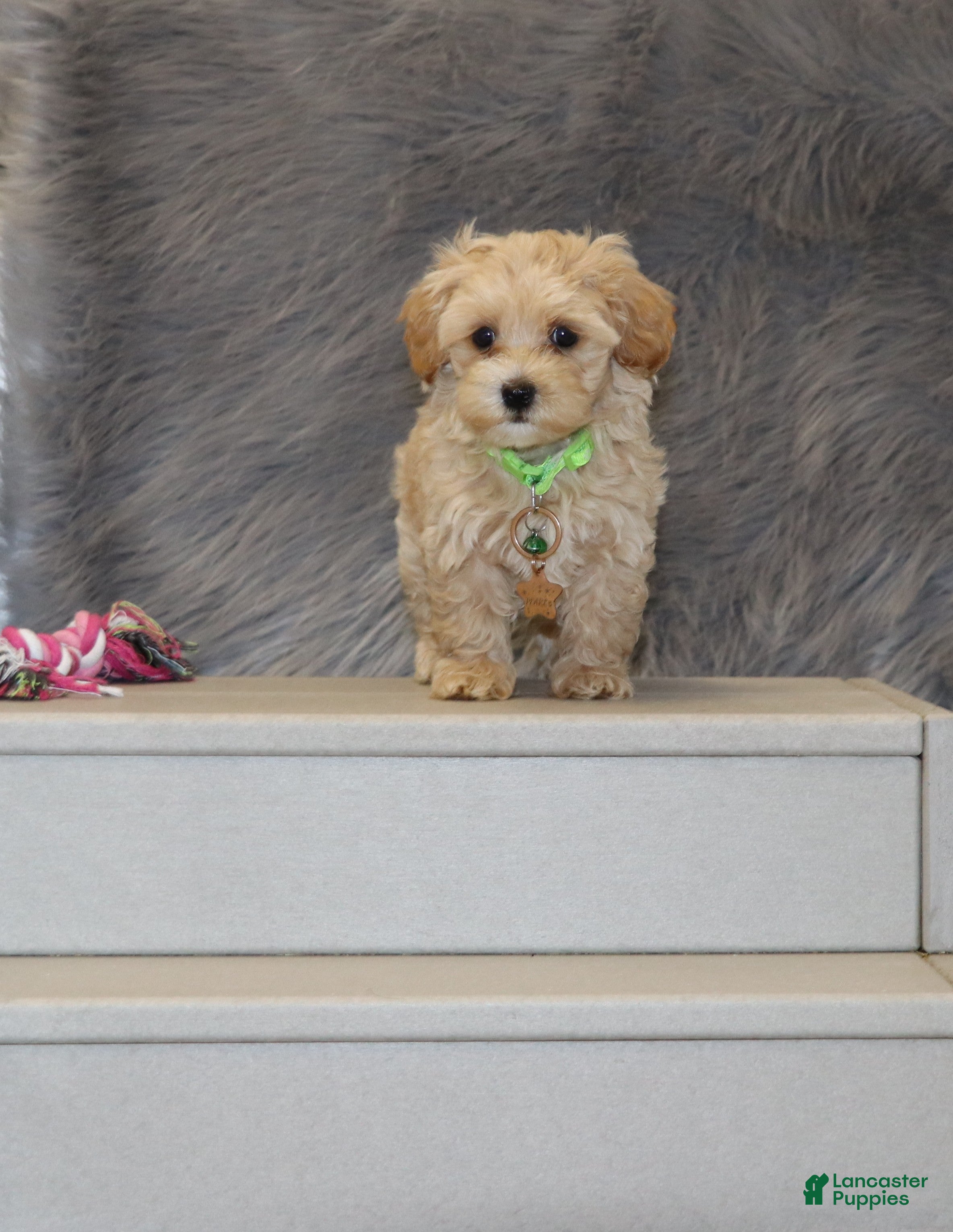 Havapoo dogs Pearl 🌷 Toy/Miniature - Ad 2