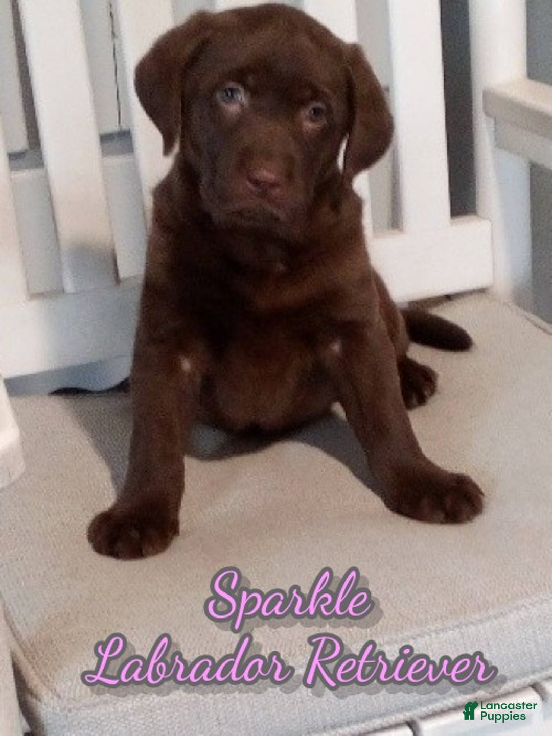 Labrador Retriever dogs for sale: Sparkle - Ad 1