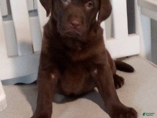 Labrador Retriever dogs Sparkle - Ad 34