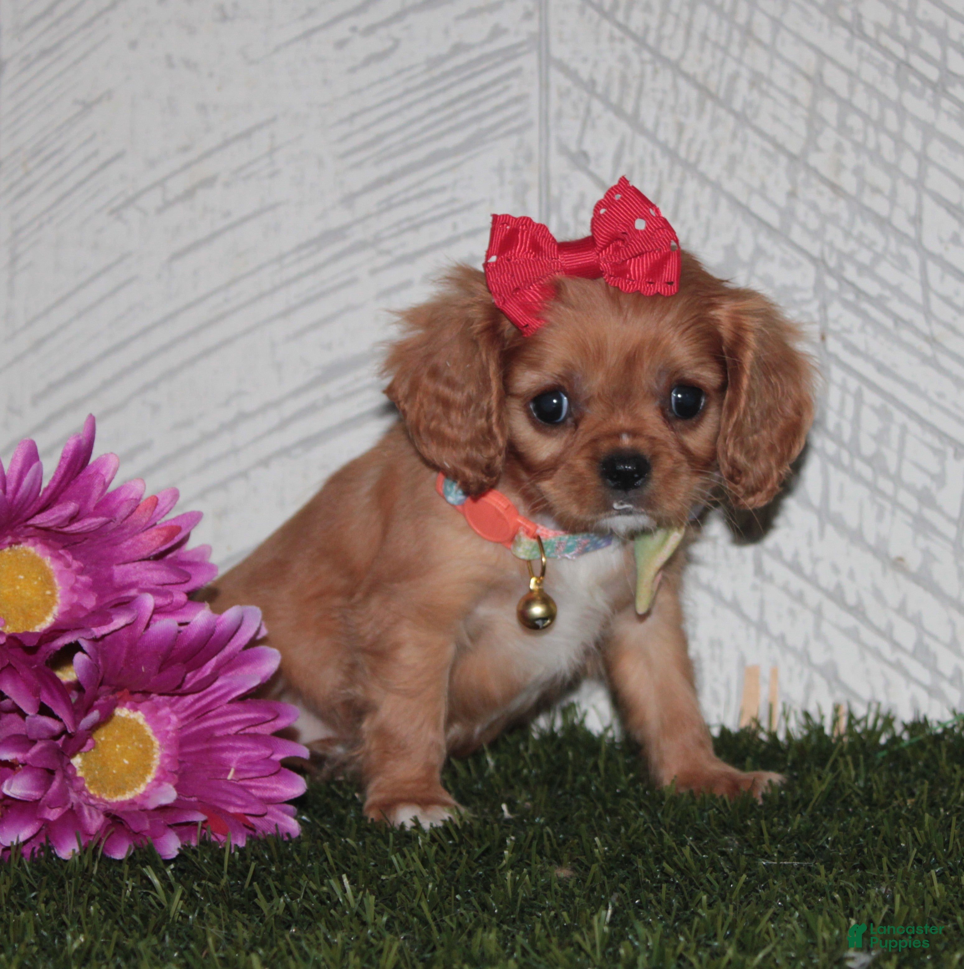 King Charles Spaniel dogs King Charles Spaniel 1 - Ad 1