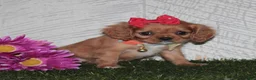 King Charles Spaniel dogs for sale: King Charles Spaniel 1 - Ad 1