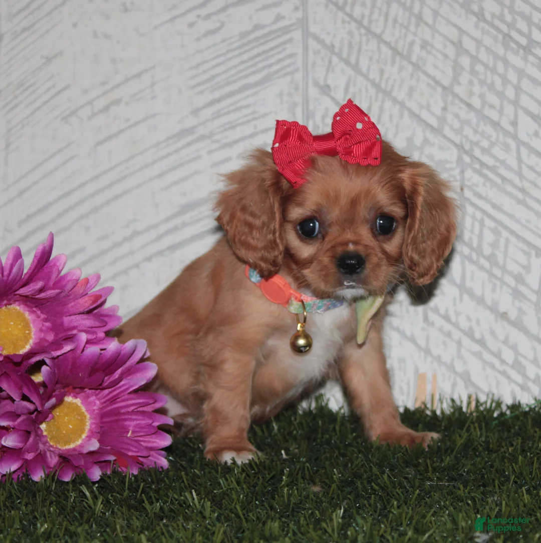 King Charles Spaniel dogs for sale: King Charles Spaniel 1 - Ad 1