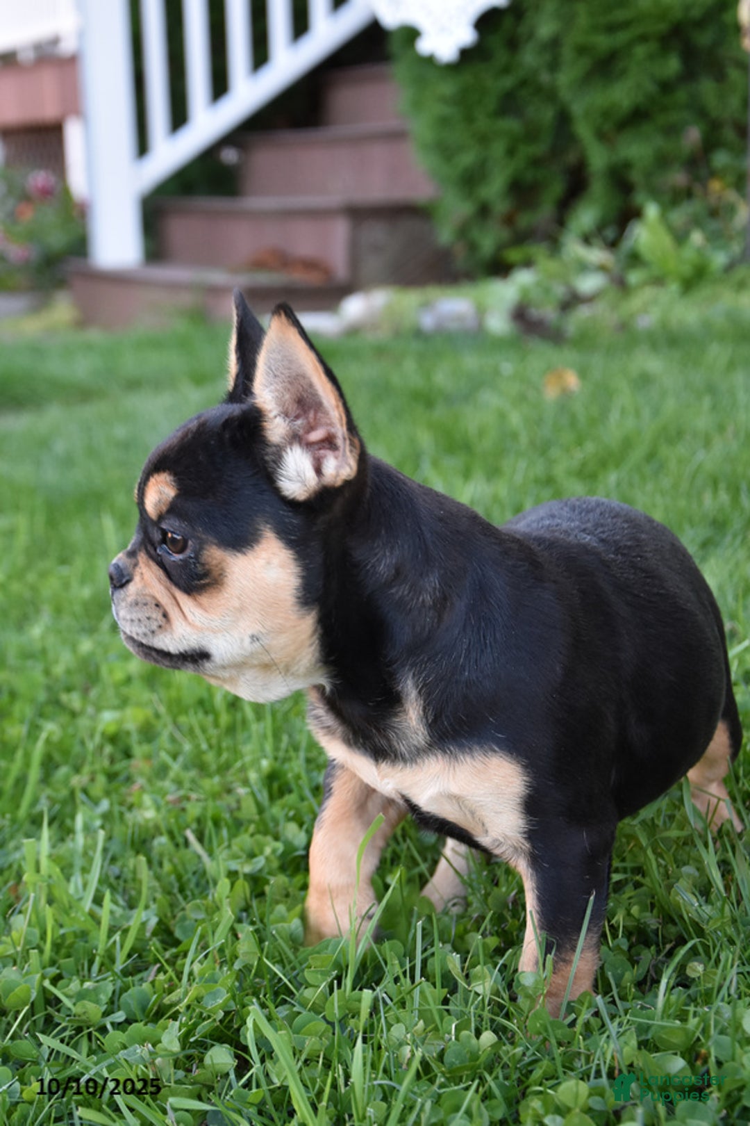 French Bulldog dogs for sale: Kay - Ad 4