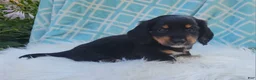 Miniature Dachshund dogs for sale: Venture  - Ad 18