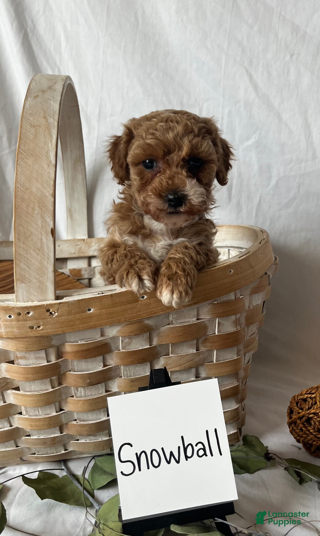 Maltipoo dogs for sale: Snowball - Ad 4
