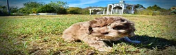 Havapoo dogs for sale: Picasso - Ad 13