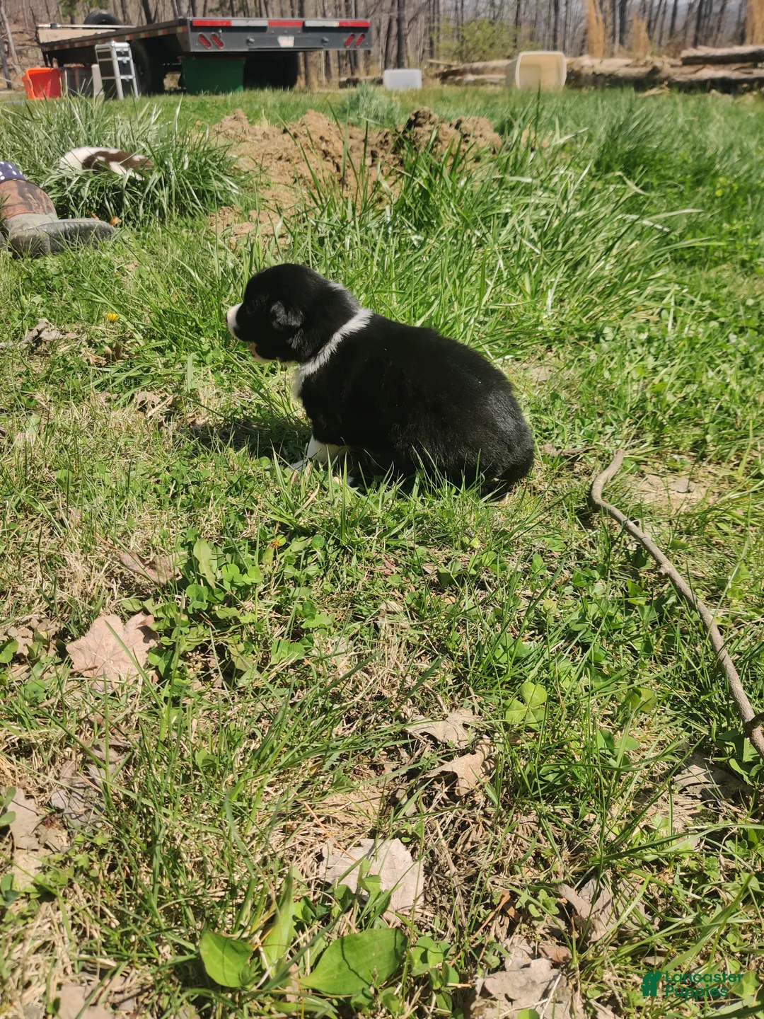 Border Collie dogs for sale: Midnight - Ad 2