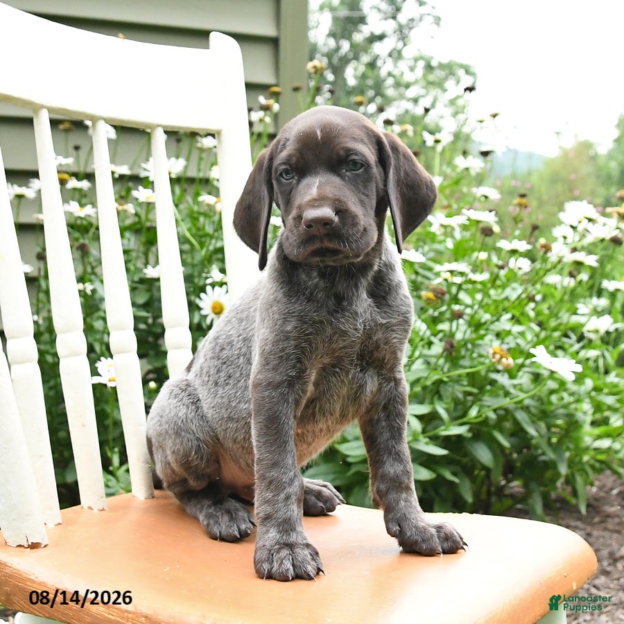 German Shorthaired Pointer dogs Rocky - Ad 2