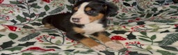 Greater Swiss Mountain Dog dogs for sale: Tinsel Town - Ad 2