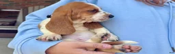 Basset Hound dogs for sale: Scarlett - Ad 3