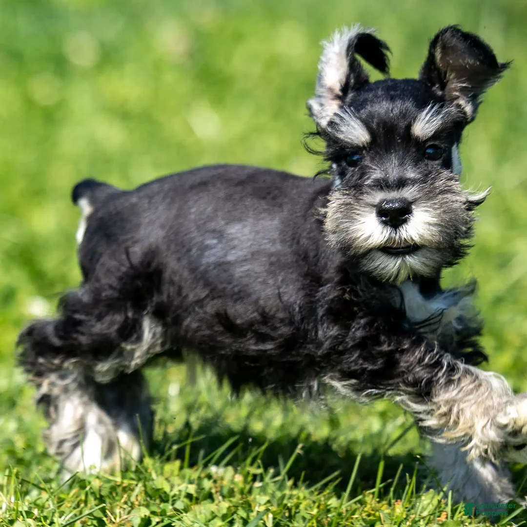 Miniature Schnauzer dogs for sale: Pepsi - Ad 1