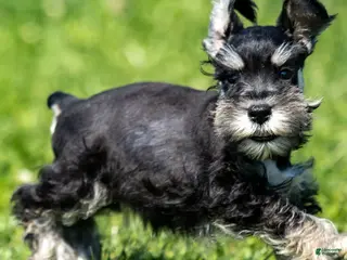 Miniature Schnauzer dogs Pepsi - Ad 15